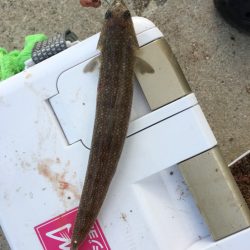 カレイ投げ釣り