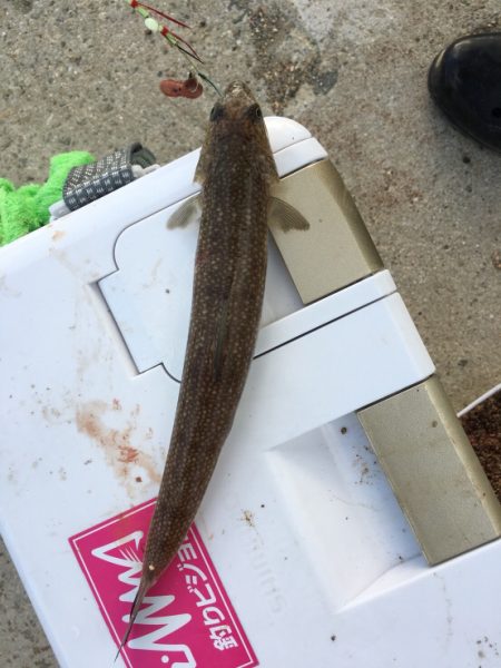 カレイ投げ釣り