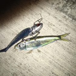 ベイトがいっぱい