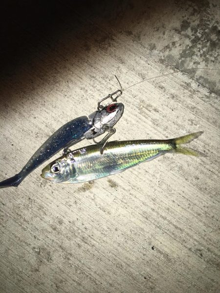 ベイトがいっぱい