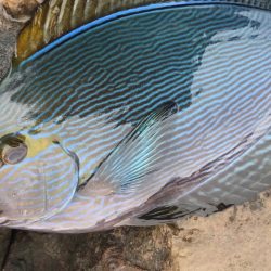 鵜来島 磯フカセ！