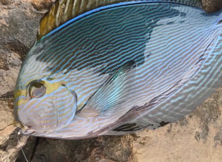 鵜来島 磯フカセ！