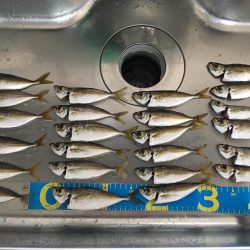 大阪奥湾サビキ アジ快釣