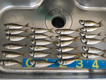 大阪奥湾サビキ アジ快釣