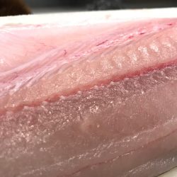 パラダイス♫でもサゴシ