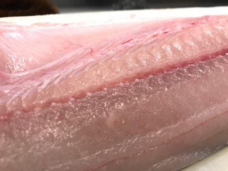 パラダイス♫でもサゴシ