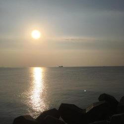 イワシはいませんでした。