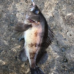 坊主を回避した(笑)。