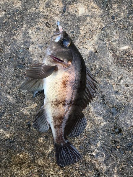 坊主を回避した(笑)。