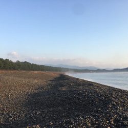 大里松原海岸 小イカ スマ