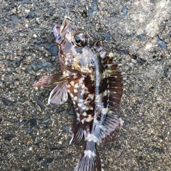 朝から釣りをする(笑)。