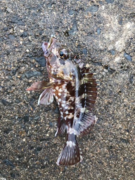 朝から釣りをする(笑)。