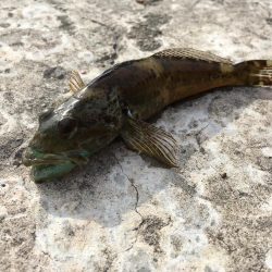 マイクロデイゲー