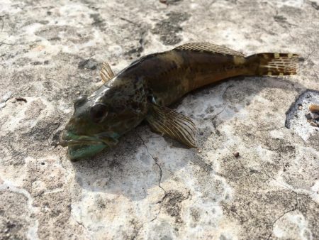 マイクロデイゲー