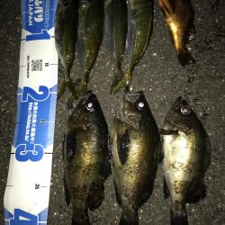 アジング！時々メバリング！