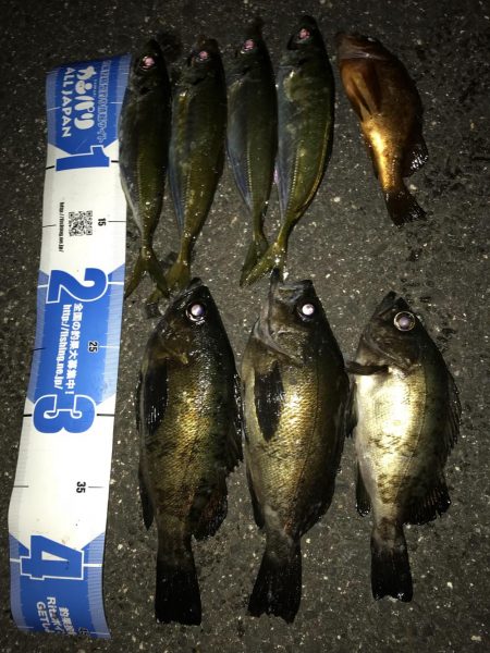 アジング！時々メバリング！