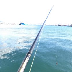 ハマチクランク?