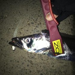 やったりましたドラゴン3匹!