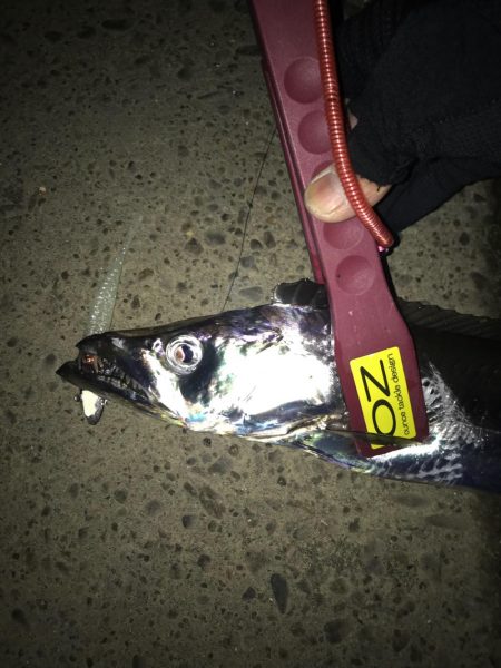 やったりましたドラゴン3匹!