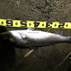 ナイトシーバス