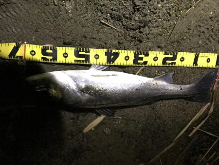 ナイトシーバス