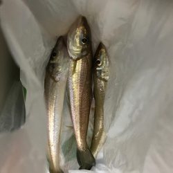 落ちギス釣行(´ω｀)