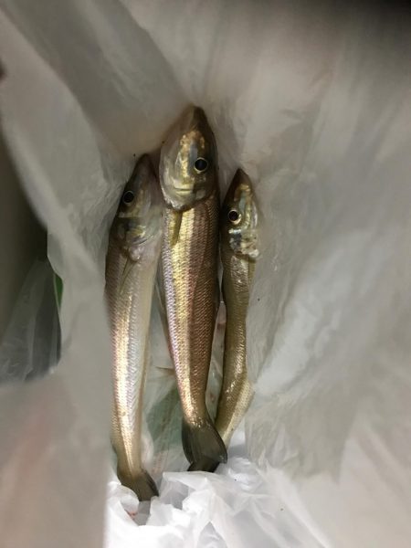 落ちギス釣行(´ω｀)