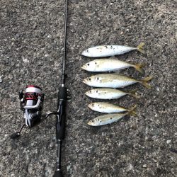 佐田岬遠征最終日