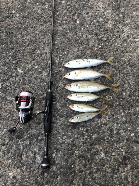 佐田岬遠征最終日