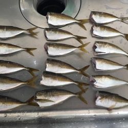 大阪奥湾サビキ コマセの消化