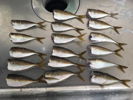 大阪奥湾サビキ コマセの消化