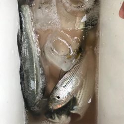 サビキでアジ狙い!