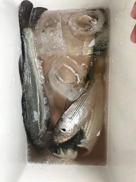 サビキでアジ狙い!