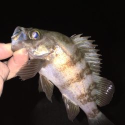 メバリング開幕戦