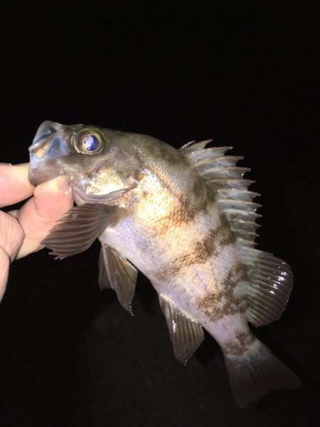 メバリング開幕戦