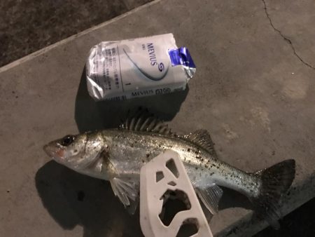 セイゴ入れ食い