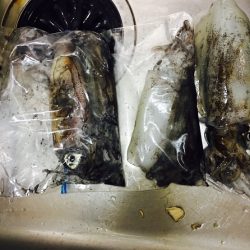 苗我島エギング