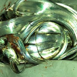 プチパラダイス(^^)数釣り楽しめました。