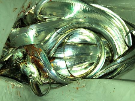 プチパラダイス(^^)数釣り楽しめました。