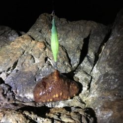 シャローにイカがいない(･･;)