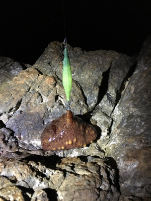 シャローにイカがいない(･･;)