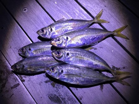 アジたくさんつれた！