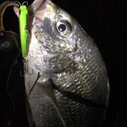 シーバスにキビレ♪