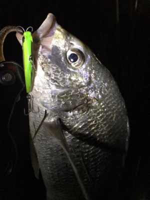 シーバスにキビレ♪