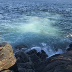 メジナ釣れました