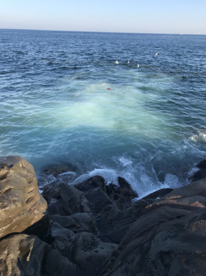 メジナ釣れました