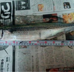 ハマチ渋いねぇ