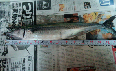 ハマチ渋いねぇ