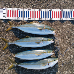 青物のトップゲーム