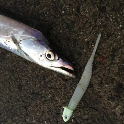 本日もフラップ縛り!!